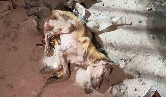 Ölmek Üzere Bulunan Sokak Köpeği Tedaviye Alındı