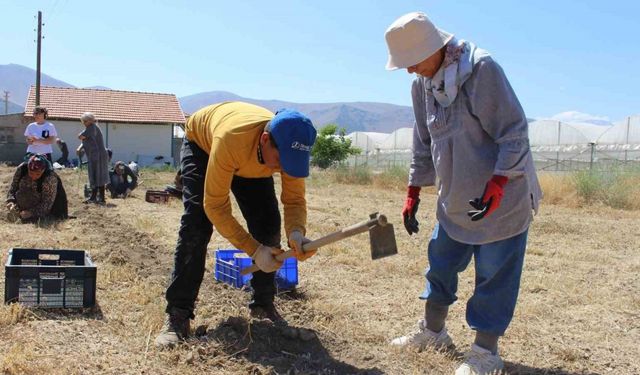 3 Yılın Sonunda  Safran Patlaması! Bu Proje Herkesi Zengin Edecek