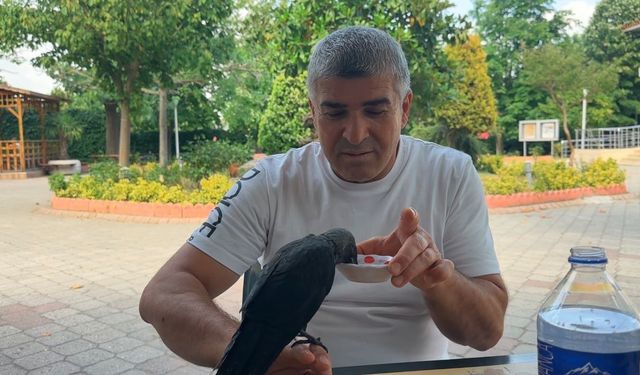 Yavru Karga Yemek İçin Yanına Geldi, ‘Şimşek’ Oldu