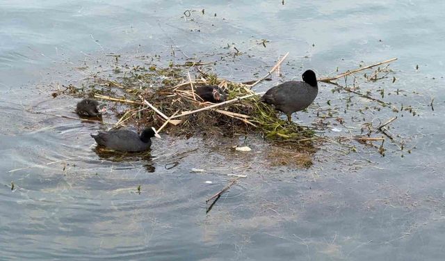Adana’da Doğa Mucizesi: Nehrin Üzerine Yuva Yaptı!