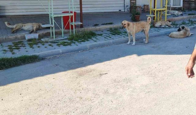 Adana’da Köpekler Sürü Halinde Dolaşıyor: Mahalleli Şikayetçi