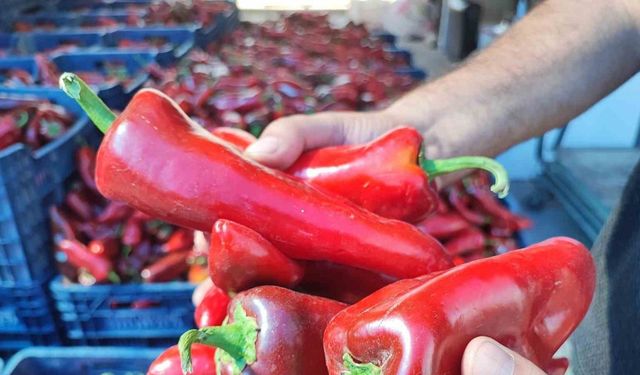 Adana’da Sezon Başladı! Bu Ürünün Neredeyse Yapılmadığı Ev Yok