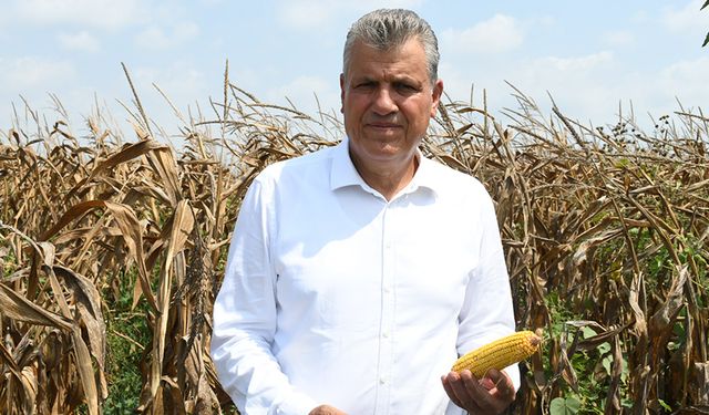 Adana’dan Feryat Var: “Hasat Vakti Mısır İthalatı Çiftçiye Darbe!”