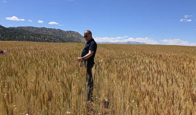 Adana’nın Dağ İlçesinde Sürpriz Tarım Hamlesi: Buğday Hasadı Başlıyor