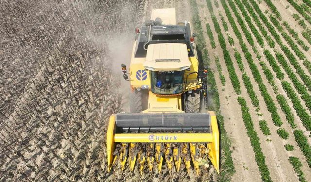 Alternatif Tarım Ürünü Ayçiçek Osmaniye’de Yükselişte: 30 Bin Ton Bekleniyor