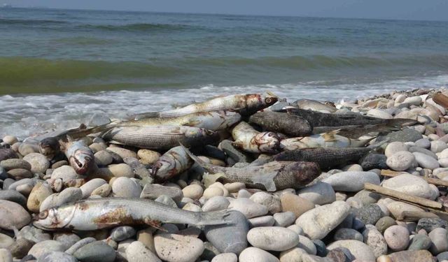 Deniz Kaplumbağaları ve Balıklar Neden Ölüyor? Bu Sahilde Zehirlenme İhtimali Yüzde 99!