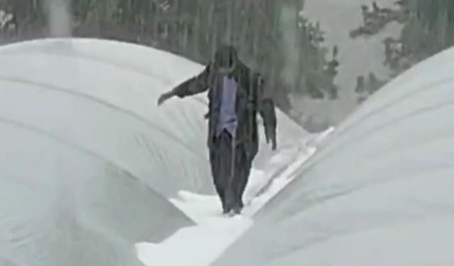 Domates ve Fasulye Tarlalarına Dolu Darbesi! Üretici Perişan