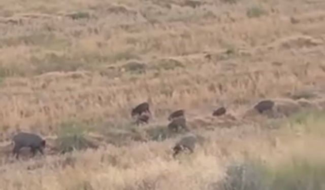 Domuz Sürüsü Şehre İndi, İnsanlar Gördüklerine İnanamadı!