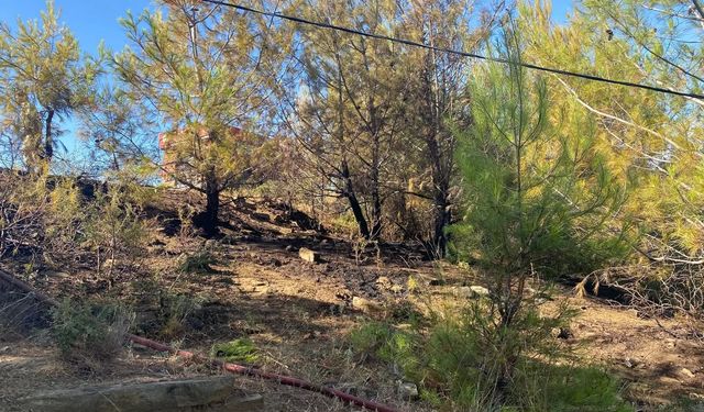 Elektrik Hattı Yangın Çıkardı, Adanalı Kahramanlar Ormanı Kurtardı!
