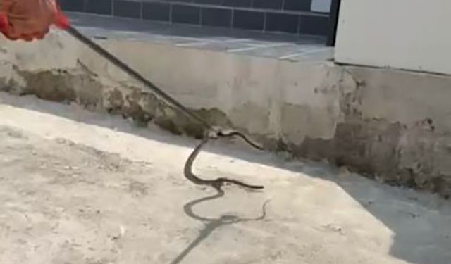İtfaiye Eri Yılanı Yakalamakla Kalmadı, Ona Su İçirdi!