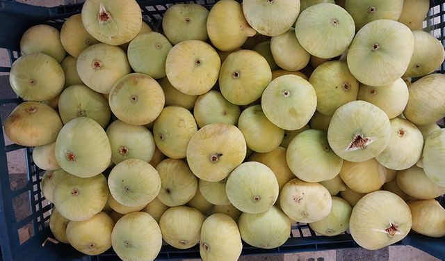 Mut İncirinde Altın Yıl: Kilosu 150 Liraya Düştü Ama Üretici Mutlu!