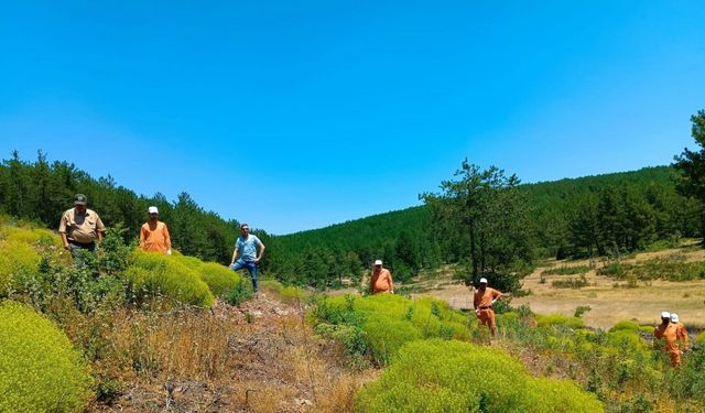 Ormanların Geleceği İçin Çalışıyorlar: Sayıları 34 Oldu