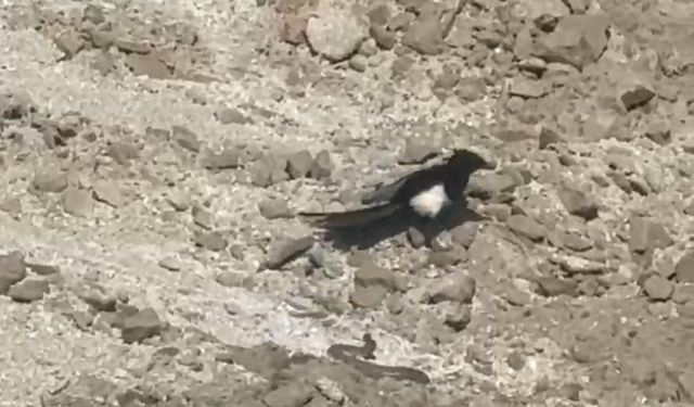 Maden Sahasında Sıra Dışı Doğa Olayı: Kartal Da Karga Da Avlayamadı