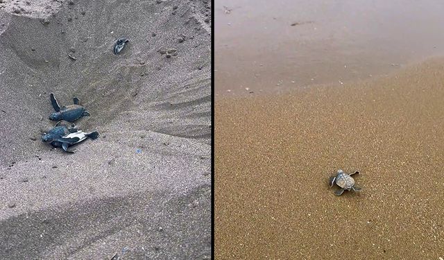 Adana’da Heyecanlı Dakikalar: Caretta’lar Akdeniz’e Yumurtalık’tan Koştu