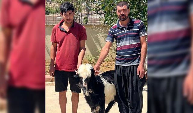 Kaçmaya Çalıştılar Ama Başaramadılar: Adana’da Keçi Hırsızlığı