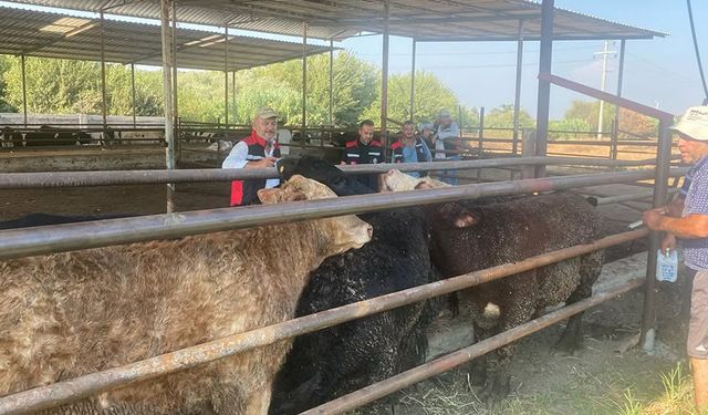 Ceyhan’da Şap Hastalığı Yayılıyor mu? Yetkililer Kritik Uyarılarda Bulundu!