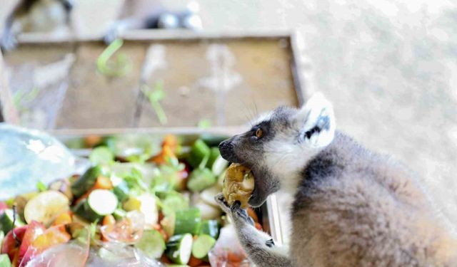Doğa Parkı’nda Serinletici Operasyon! Hayvanlar İçin Havuz, Çamur Ve Buzlu Yiyecek