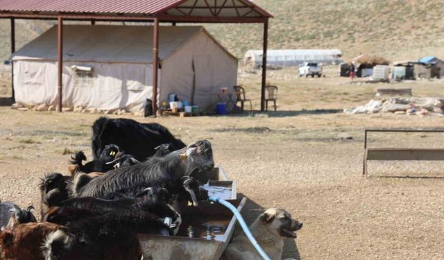 Elektriksiz Yaşam, Doğayla Baş Başa! Çobanlar Ahır Dağı’na Yerleşti