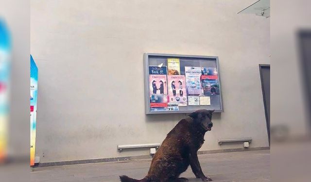 Çukurova Belediyesi’nin Can Yoldaşı “Karakız” Sonsuzluğa Uğurlandı