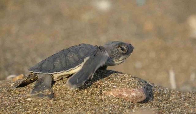 Nesli Tehlikede Olan Caretta Caretta’lar Burada Görüntülendi: İşte O Anlar