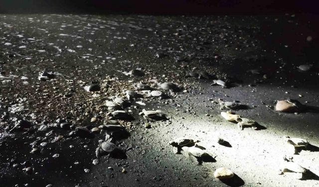 Sahilde Şölen Gibi Görüntüler! Yönünü Şaşıran Kaplumbağalara Gençlerden Büyük Destek