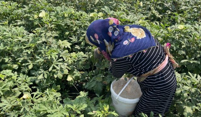 Sipariş Üzerine Bamya Toplayan Gönüllüler Hayvanların Hayatını Kurtarıyor