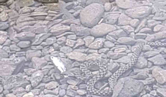 Suda Sessiz Pusu: Yılanın Balıkla Dansı Kamerada