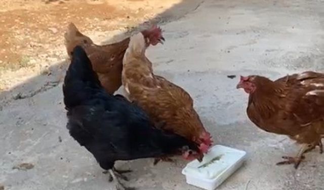 Tavuklar İlk Kez Bunu Yedi, Ortaya İnanılmaz Görüntüler Çıktı