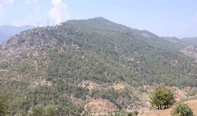 Yanan Evler, Yeniden Yeşeren Ormanlar: Kozan’da Afetin Ardından Hayat Tekrar Başladı