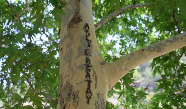 45 Yıllık Çınarı Yazı Tahtasına Çevirdiler, Vatandaşlar Çuvalla Korudu