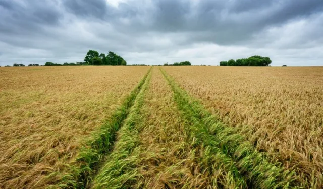 Adana'da 1.5 dönüm arsa satılıyor! Yatırım yapmak isteyenlere mahkemeden fiyat geldi