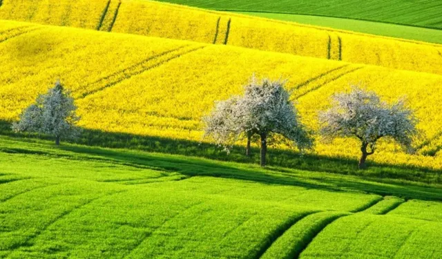 Adanın sevilen noktasında bir dönüme yakın arsanın şaşırtan fiyatını mahkeme açıkladı