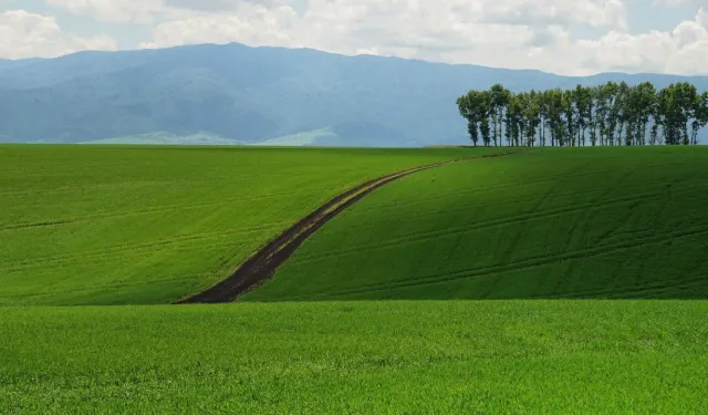 Adana'da 27 dönüm tarla icraya düştü: İşte istenen fiyat