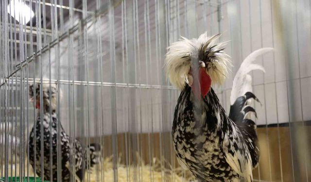 Gıda ve Tarım Fuarı’nda Kartpostallık Görüntüler: Tavuk, Tavus Kuşu ve Daha Fazlası