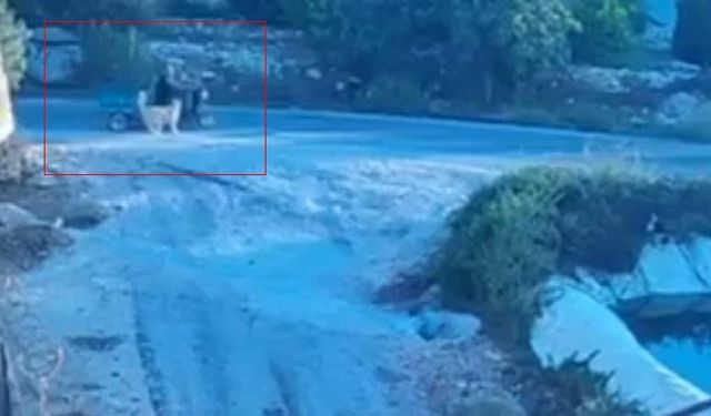 Köpek Saldırdı, Motosiklet Devrildi: O Anlar Kamerada