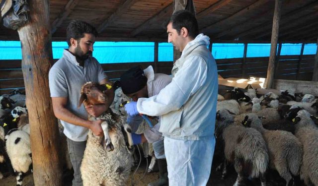 Küçükbaş Hayvanlar Hem Kayıt Altına Alınıyor Hem Hastalıklardan Korunuyor