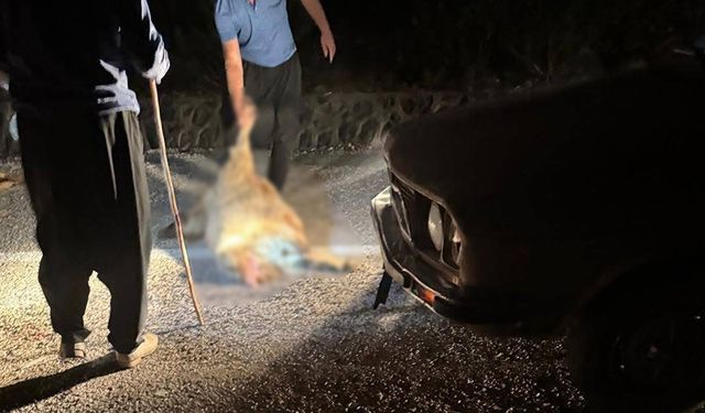 Yayla Göçü Faciası! Adana’da Aracın Çarptığı Sürüde 11 Koyun Öldü
