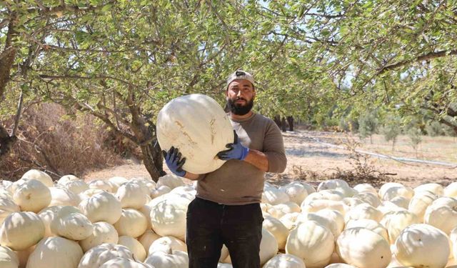 Sıcaklar Üretimi Etkiledi Ama Hatay Kabağı Yine Lezzetiyle Öne Çıkıyor