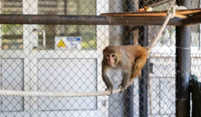 Şiddet Mağduru Maymun ‘Şeker’ Yeni Yuvasına Kavuştu