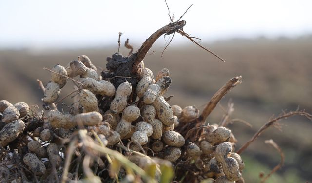 Kozan’da Yer Fıstığı Hasadı Başladı: Üretici Mutlu, Kuşlar Şölene Katıldı!