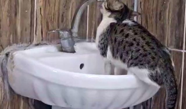 Acil Serviste Kedi Şovu: Musluğu Açıp Su İçti