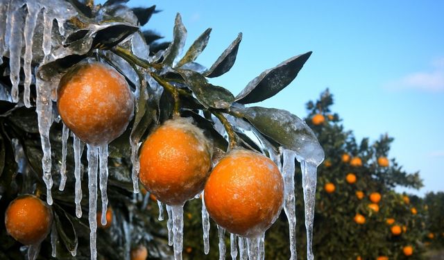 Adana’da Üreticilere 717 Milyon TL’lik Zirai Don Desteği Başladı