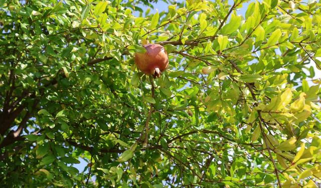 Adana’nın Tescilli Narında Alarm! 15 Tonluk Hasat Bu Yıl 500 Kiloya Düştü