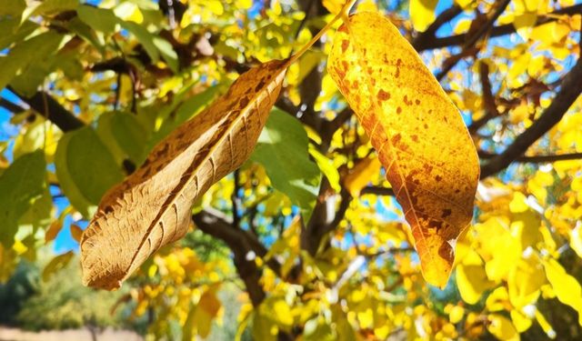 Altın Sarısından Kızıla… Adana’da Sonbahar Masalı Başladı!