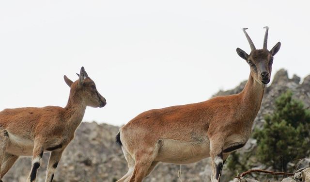 Bir Anda Karşısına Çıktılar! Pozantı’da Yaban Keçileriyle Unutulmaz Karşılaşma