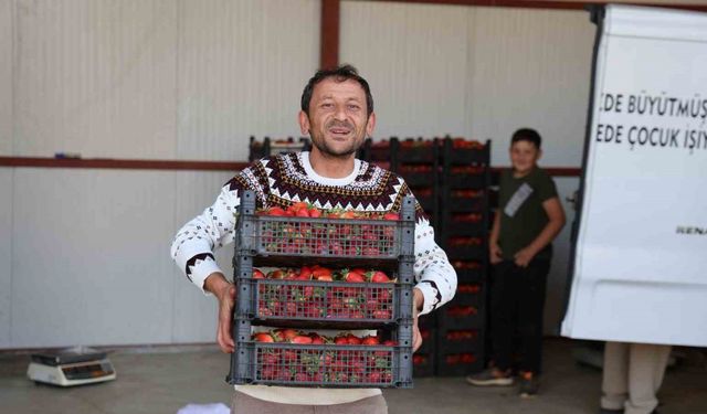 Bir Zamanlar Barbunya, Şimdi Çilek: Ovacık Yaylası Gelirini Katladı