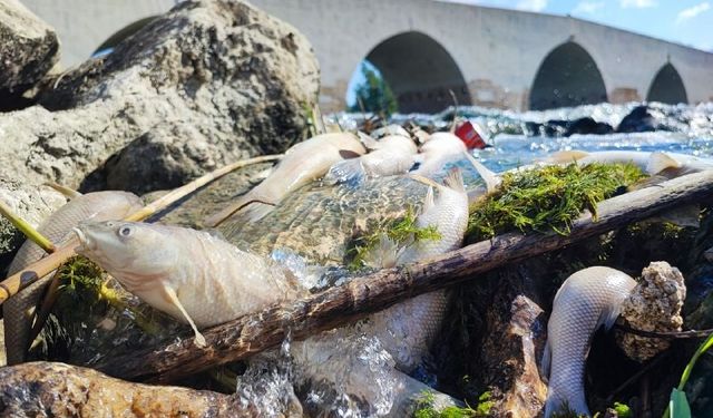 Ceyhan Nehri’nde Kirlilik Kabusu Yeniden Başladı! Vatandaş İsyanda