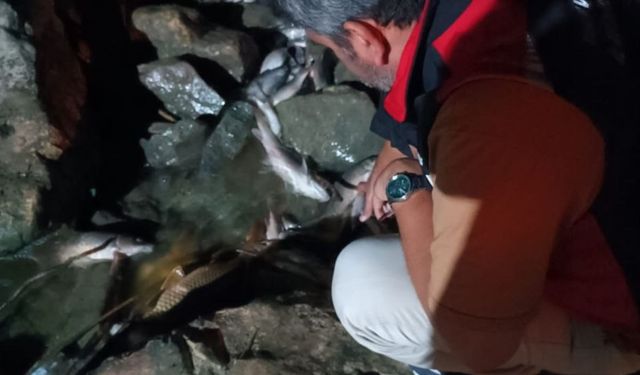 Ceyhan Nehri’nde Ne Oluyor? Balıklar Bir Bir Ölüyor, İnceleme Başlatıldı