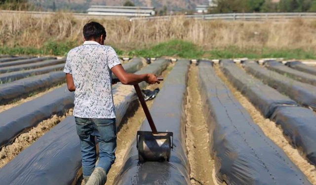 Çilek Üreticileri Zamanla Yarışıyor: Kış Çileği Fideleri Toprağa İniyor