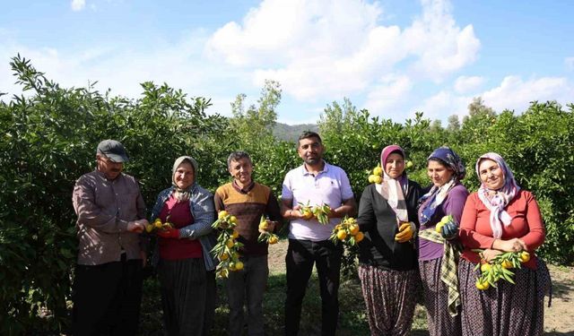 Çukurova’da Bereketli Hasat: Mandalina Tarlada Değer Kaybetti